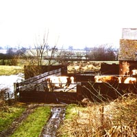 Milking Cows at Gate Farm
