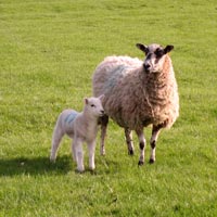 Ewe and Lamb